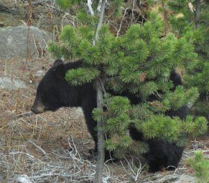 bear (Bella Coola Valley Part One)