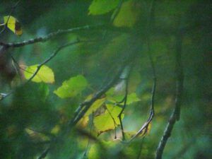 birch (Bella Coola Valley Part Two)