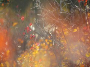 birch abstract (Katie and Dennis)