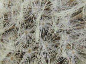 dandelion 2 (Martin Weinhold)
