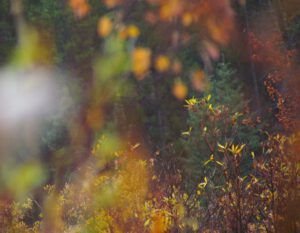 dark abstract (Freeman Patterson)