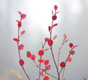 dwarf birch (Autumn fog at Ginty Creek)