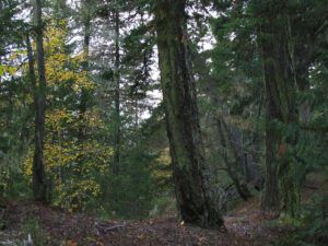 esker trail (Bella Coola Valley Part Two)