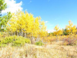 fall colours 2 (Outstanding fall at Ginty Creek)