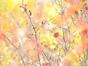 fall colours 4 (Outstanding fall at Ginty Creek)