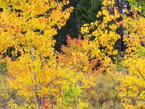 fall tapestry (Life Ticks Along at Ginty Creek)