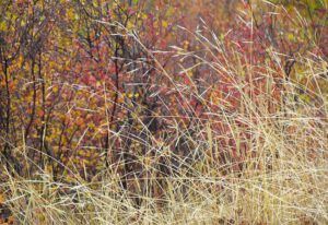 grass and birch (Autumn fog at Ginty Creek)