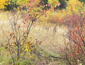 grass and colour (Autumn fog at Ginty Creek)