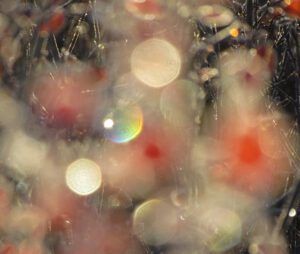 ice 1 (October frost)