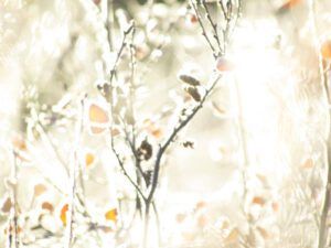 ice 2 (October frost)