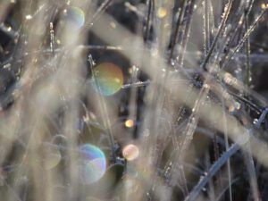 ice 4 (October frost)