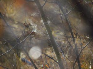 last of fall, branches (Fall is fading at Ginty Creek)