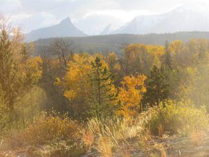 last of fall, mist (Fall is fading at Ginty Creek)