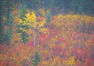 lone aspen (Autumn fog at Ginty Creek)