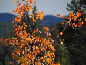 red and gloomy sky (Life Ticks Along at Ginty Creek)
