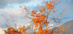 red aspen 2 (Outstanding fall at Ginty Creek)