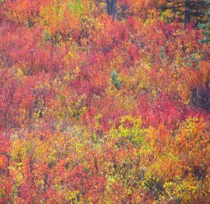 scrub birch (Freeman Patterson)