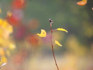 single twig (Autumn fog at Ginty Creek)