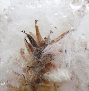 wet willow seed (Autumn fog at Ginty Creek)