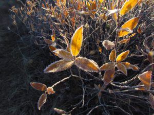 willow ice (October frost)