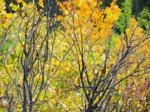 willow twigs (Freeman Patterson)