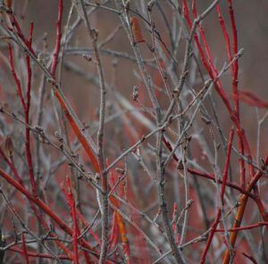 Birch and willow twigs (November)
