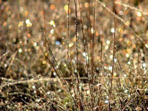 Mother nature’s fairy lights (Deepening frost)