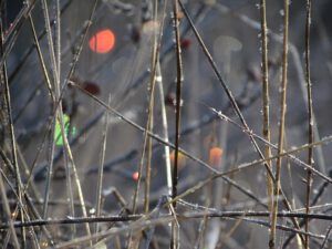 constellations of moons among the weeds (Deepening frost)