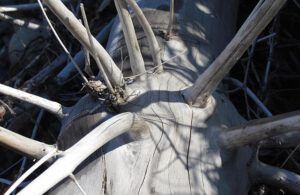 cottonwood driftwood (A gray time at Ginty Creek)