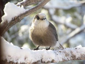 grey jay (Snow)