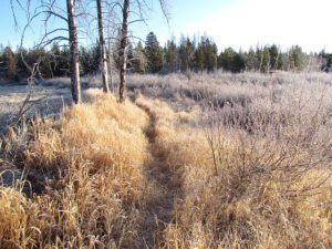 meadow (Deepening frost)