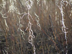 rock cress (A gray time at Ginty Creek)