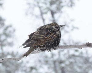 starling (Snow)
