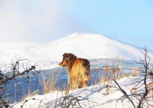 Noghwhon and harry (Gloomy Weather at Ginty Creek)