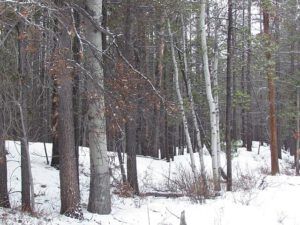 aspens and pines (Gloomy Weather at Ginty Creek)