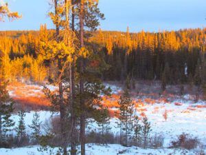 evening light (Short days at Ginty Creek)