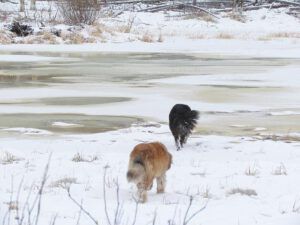 flooded pond (Gloomy Weather at Ginty Creek)