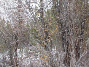 half cm of snow (Solstice at Ginty Creek)