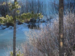 ice drops (Solstice at Ginty Creek)