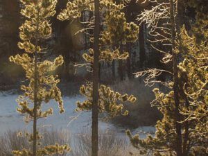 morning light on pond (Short days at Ginty Creek)