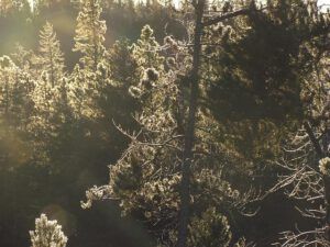 backlit trees (Ice)