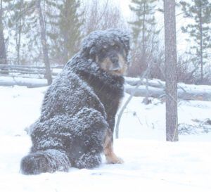 badger (Thawing again.)