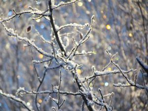 frost lights (January Rain at Ginty Creek)