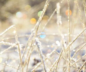 frost lights in grass (January Rain at Ginty Creek)