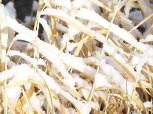 snow on sedge (Thawing again.)