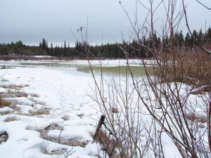 thawing again (January Rain at Ginty Creek)