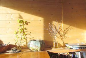 cottonwood and pussywillow afternoon (Growing Sprouts at Ginty Creek)