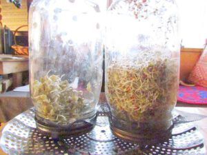 lentils and alfalfa mix (Growing Sprouts at Ginty Creek)