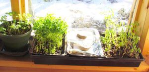 peas etc (Growing Sprouts at Ginty Creek)