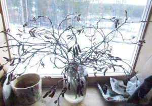 red alder (Growing Sprouts at Ginty Creek)